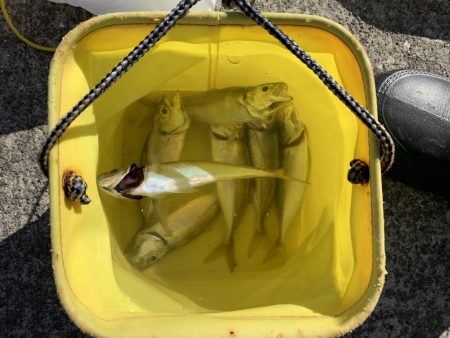 ラストフカセでアジ