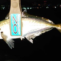 良型アジまだまだ好調！