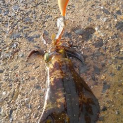 ばば荒れ、大雨からの～