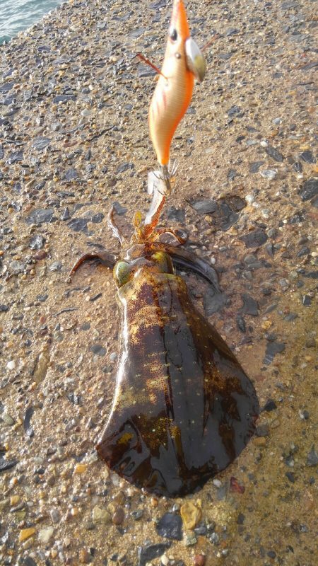 ばば荒れ、大雨からの～