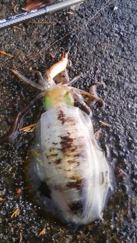 今シーズン初500g アップ⤴⤴