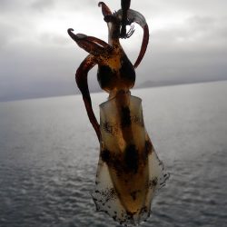 今シーズン最大～⤴