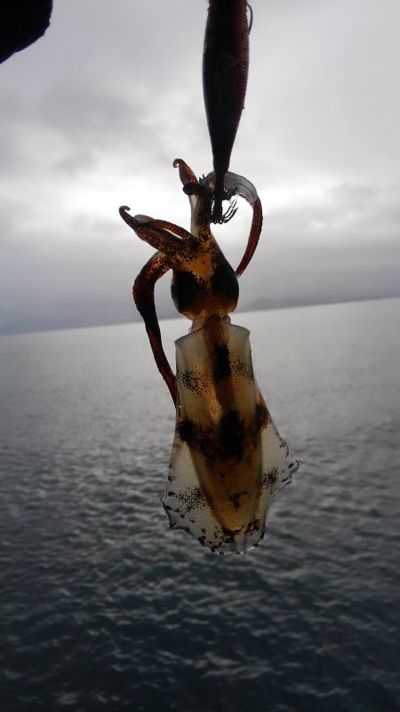 今シーズン最大～⤴