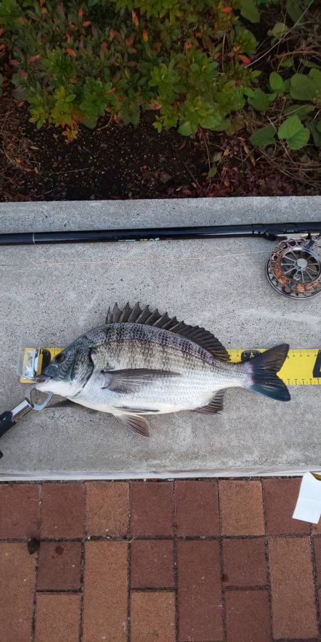 残りのカニで　~辰巳橋~