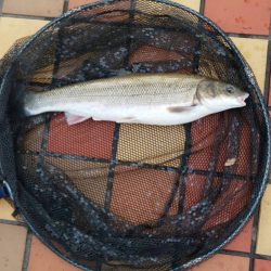 きれいな魚体　~辰巳橋~