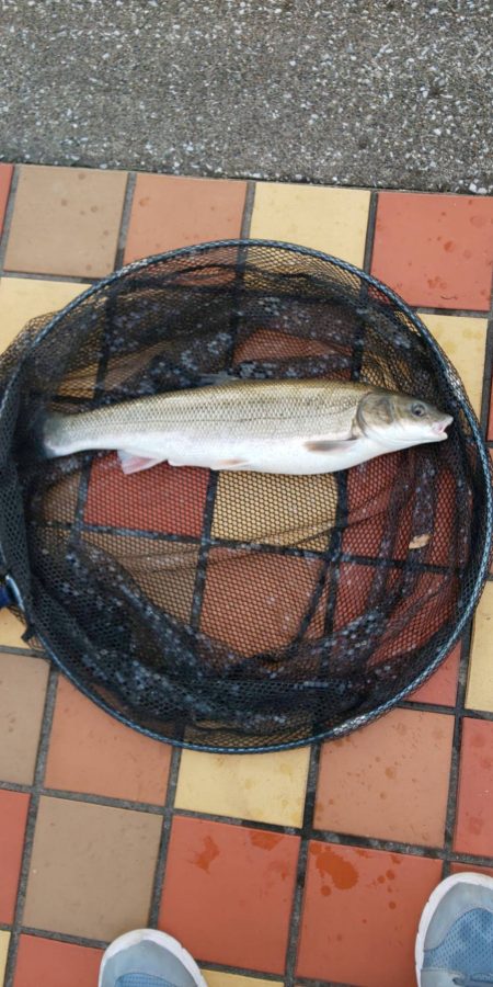 きれいな魚体　~辰巳橋~