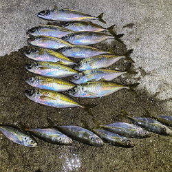 瀬戸内の島アジング（2019-21)