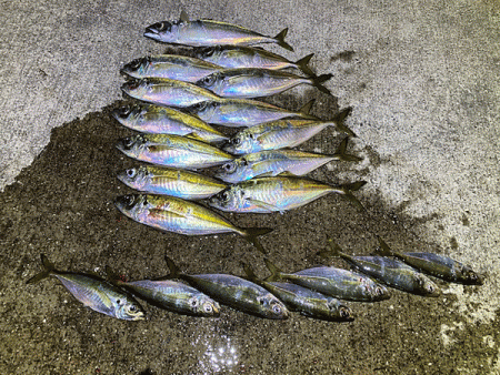 瀬戸内の島アジング（2019-21)