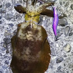 エギング　キロオーバー