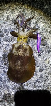 エギング　キロオーバー