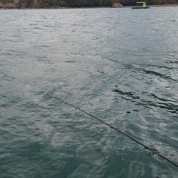 シーズン初期のカレイ