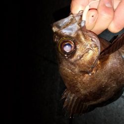 アジング メバリング