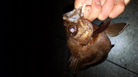 アジング メバリング