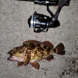 アジは釣れますが、、、