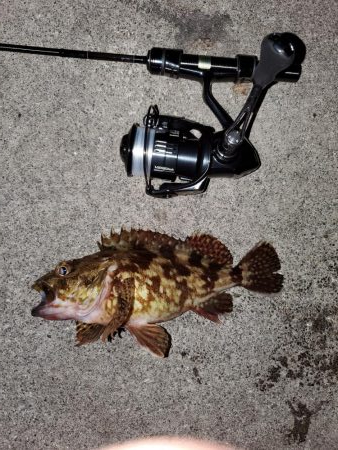 アジは釣れますが、、、