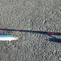 いつまで釣れる?