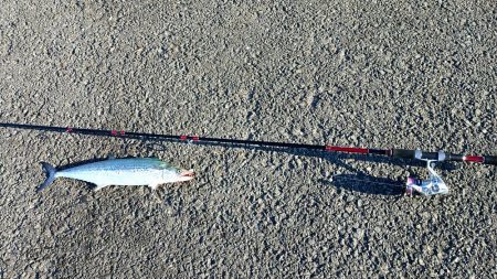 いつまで釣れる?