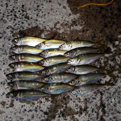 アジ釣り