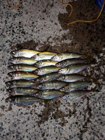 アジ釣り