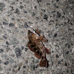 ハゼング、ガシリング