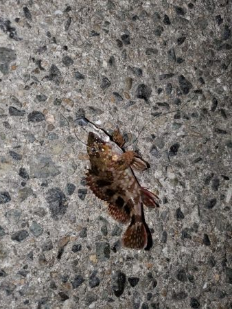 ハゼング、ガシリング