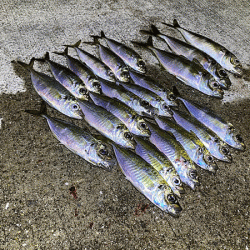 瀬戸内の島アジング（2019-23)