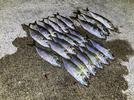 瀬戸内の島アジング（2019-23)