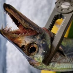 川崎つり幸　初!船太刀魚!