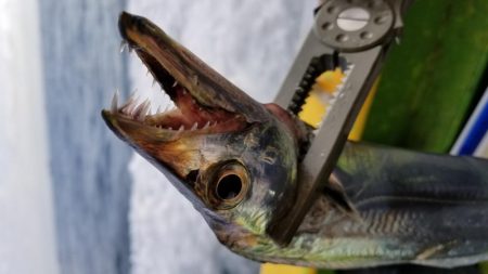 川崎つり幸　初!船太刀魚!