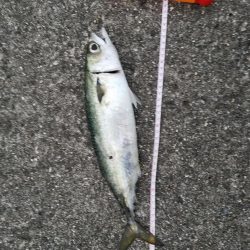 ドラゴンと大アジとサバ