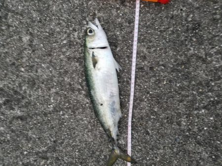 ドラゴンと大アジとサバ