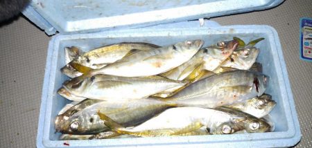 釣り納めのボートアジング