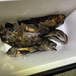 姫路メバリング(2019-14)