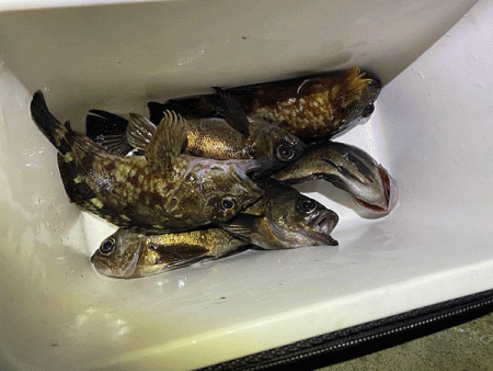 姫路メバリング(2019-14)