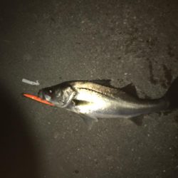 いつまでいけるか