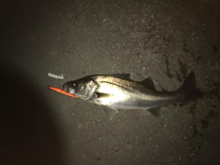 いつまでいけるか