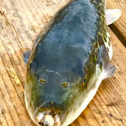 のんびり海上釣り堀❗️