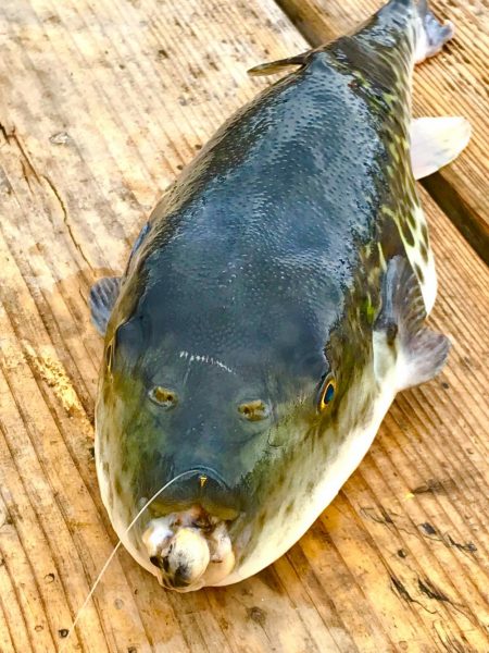 のんびり海上釣り堀❗️