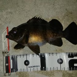 釣り収めで良い釣果