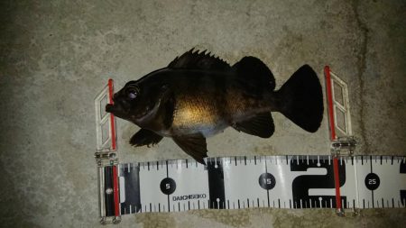 釣り収めで良い釣果