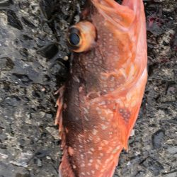 ヤズ狙いでメッキ好調