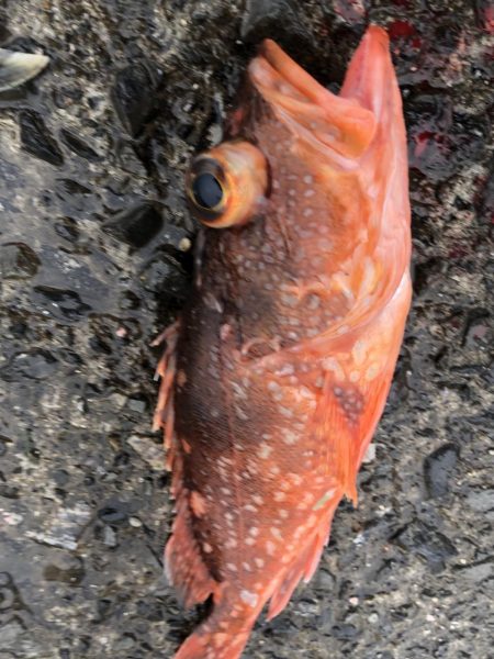 ヤズ狙いでメッキ好調