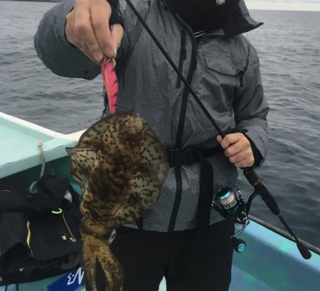 浅川沖でアオリイカ