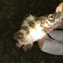 強風でもアジ釣れます〜