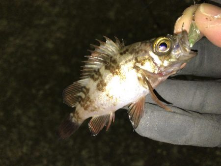 強風でもアジ釣れます〜