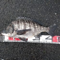 今年最後のクロダイ？