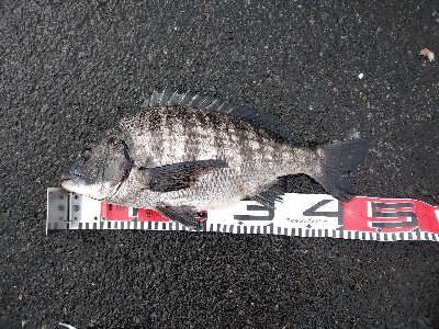 今年最後のクロダイ？