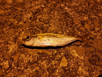 アジさがし～～～