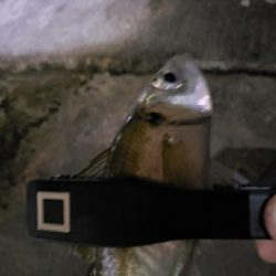 アコウが釣れた!