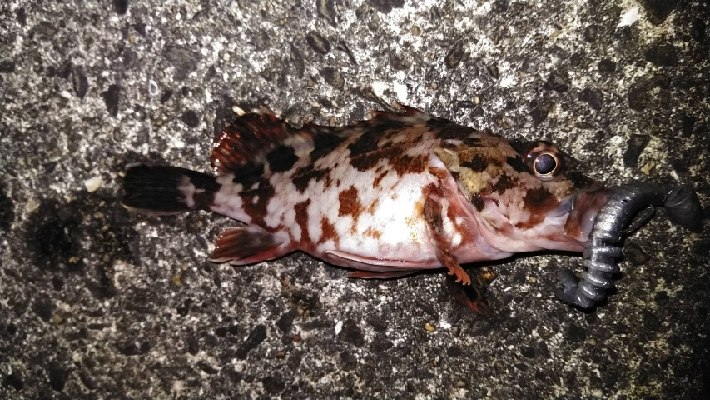 釣り納めにガシラGET！！